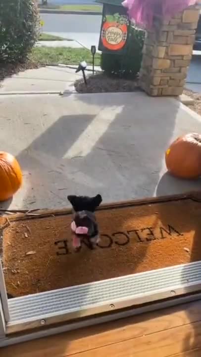 Get your Daily Dose of Happy Dogs