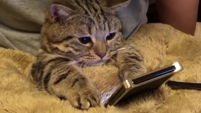 cat looking at phone