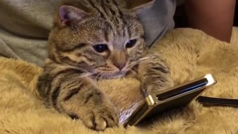 cat looking at phone