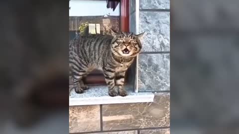 Cats Talking! Must Watch! So Cute!