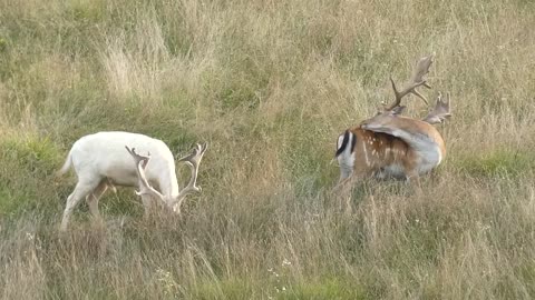 Uz cestu pase bijeli jelen