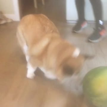 Corgi Plays Soccer With Watermelon