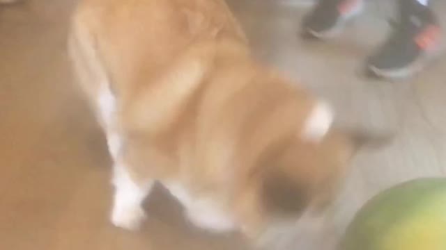 Corgi Plays Soccer With Watermelon