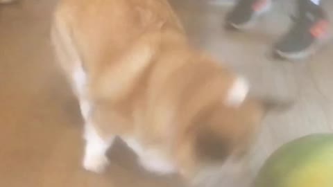 Corgi Plays Soccer With Watermelon