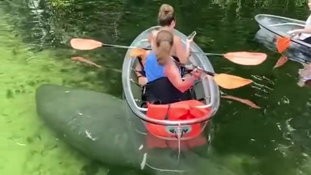 What a GIANT FISH!