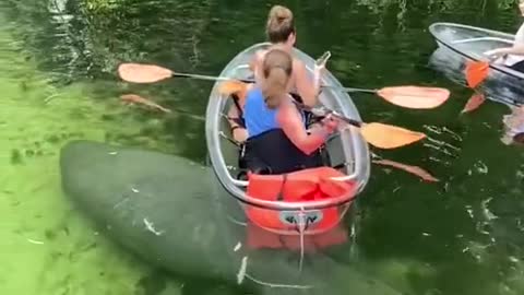 What a GIANT FISH!
