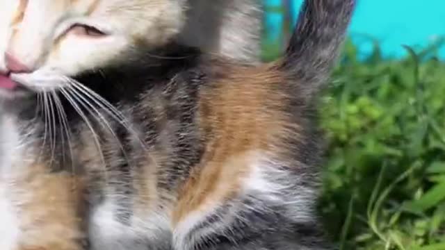 Adorable Kittens And Mother Cat new video!! funny cat videos 2021