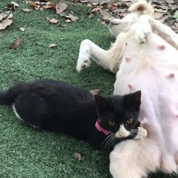 Cute kittens Baby Cats Cute and Funny Cat Videos Compilation #shorts #animals # 2