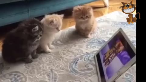 funny cat videos try not to laugh