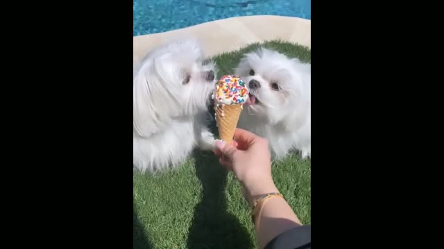 Yummy icecream likes dogs