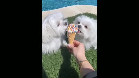 Yummy icecream likes dogs