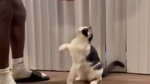 Intelligent cat knows all tricks