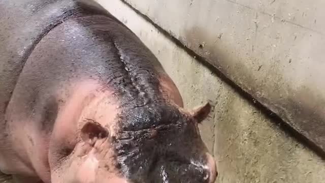 The breeder feeds cabbage to hippopotamus
