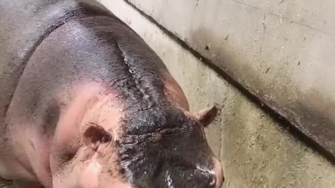 The breeder feeds cabbage to hippopotamus