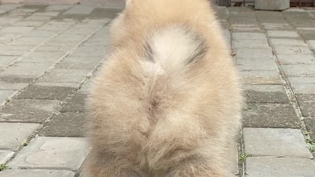 video-of-a-cute-dog