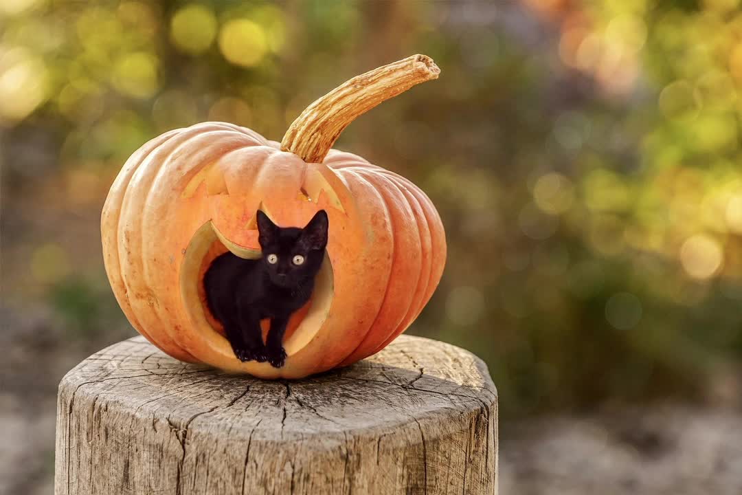 funny cats inside pumpkin