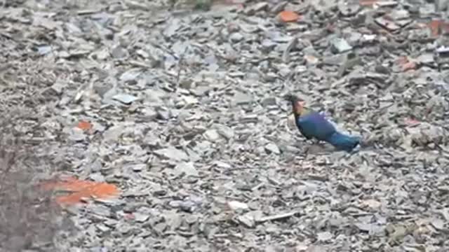 The Beauty of Nature, Monal Pheasant (Male)