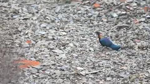 The Beauty of Nature, Monal Pheasant (Male)