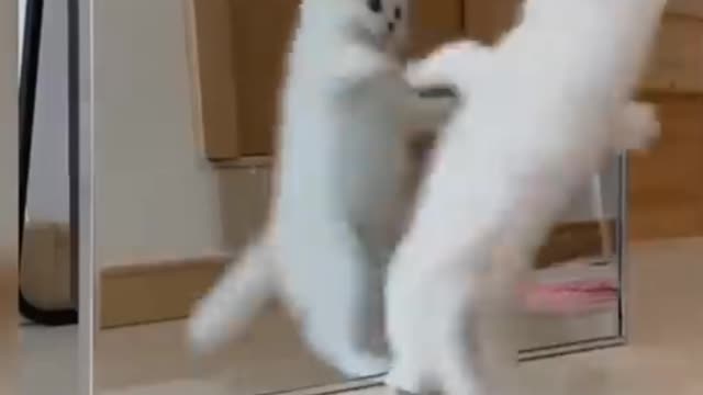 Cat gets confused in front of mirror