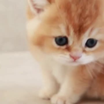 cutest 🥰🥰🥰🥰🥰