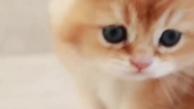 cutest 🥰🥰🥰🥰🥰