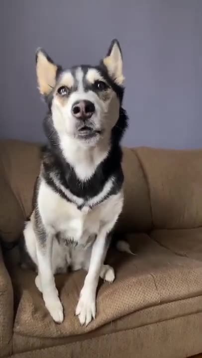 Husky Smart Doggo