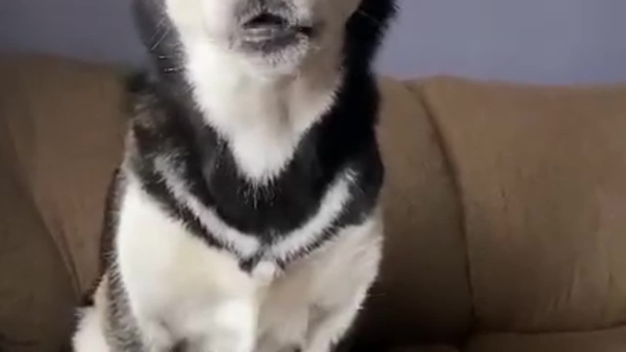 Husky Smart Doggo