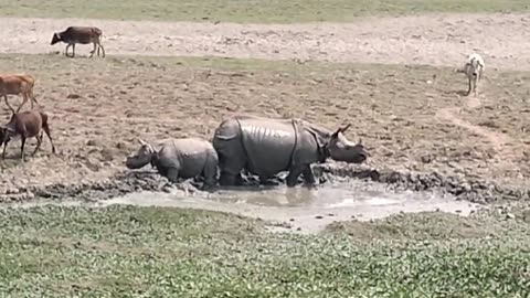 One Horned Rhinoceros in the country in india