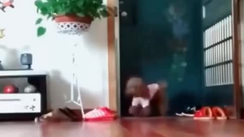 Dog trying to open the door