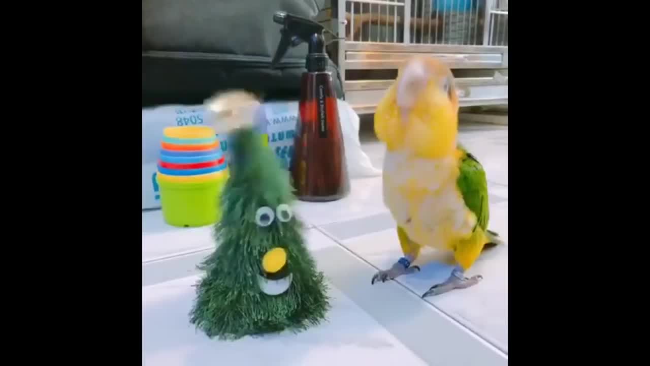 Parrot perfectly imitates dancing Christmas tree