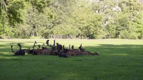 A herd of fallow deer rests and grazes in a meadow by a forest on a sunny day