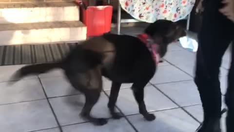 Chocolate Lab Doesn't Like Masks