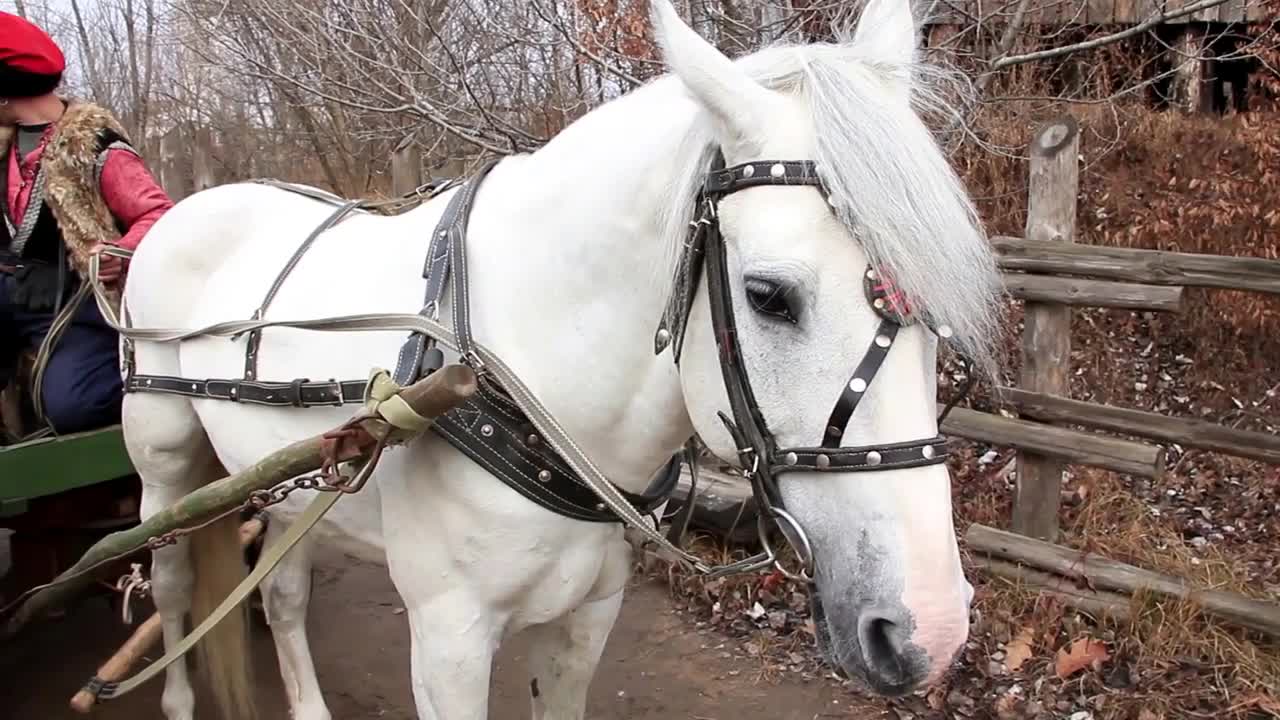 Beautiful white horse in harness