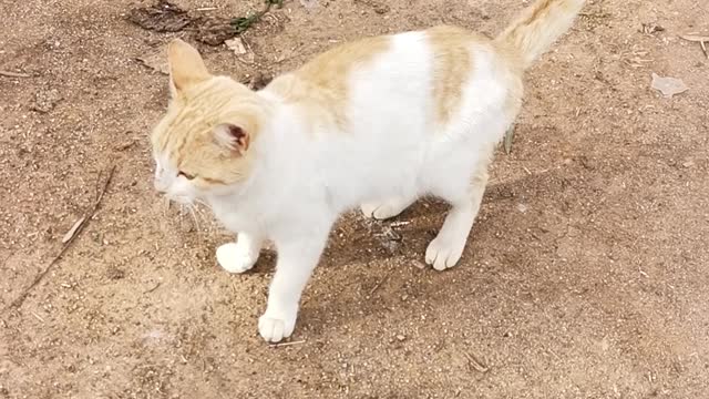 My cat wants something