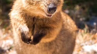 Baby Quokka