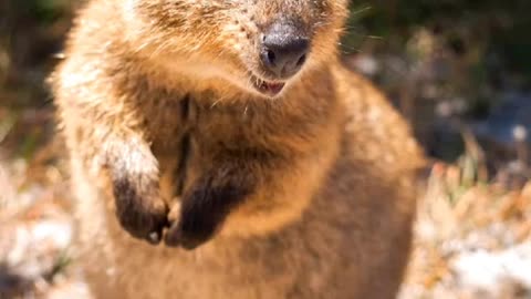 Baby Quokka