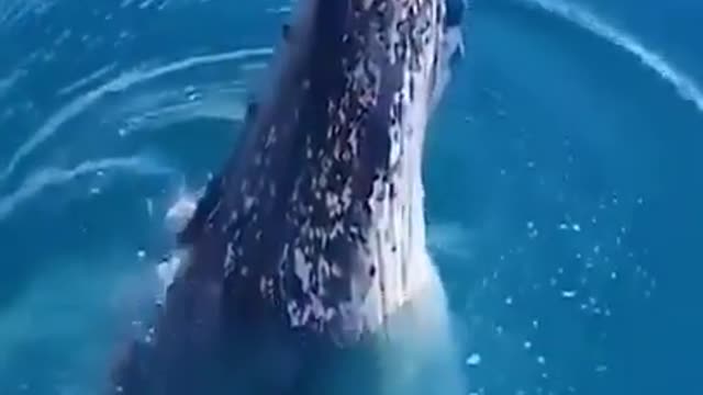 Nature relex scary but cute shorks and whale