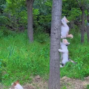 Funny cat and Dog Fight