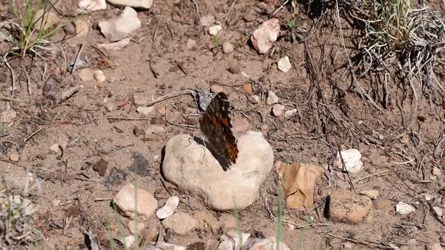 Butterfly Flying Away From A Rock