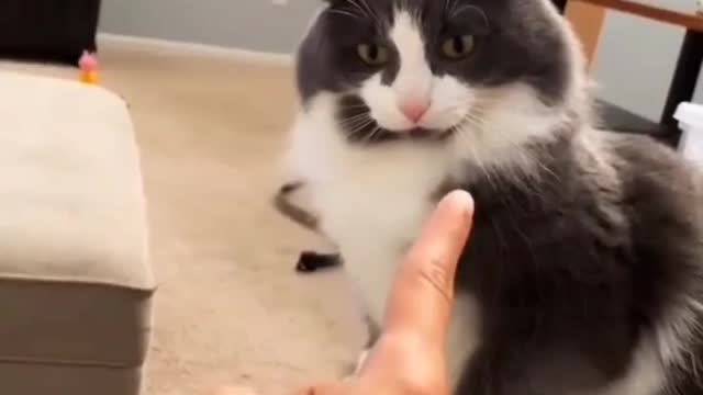 angry cat fighting with beautiful girl