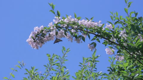 Natural sweet view of the location