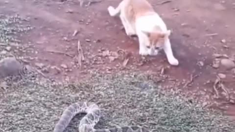 Funny animal video