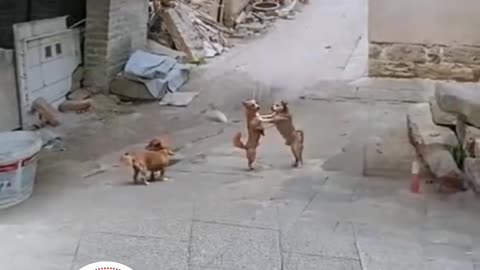 आज पकड़ में आया है तु अब बोल