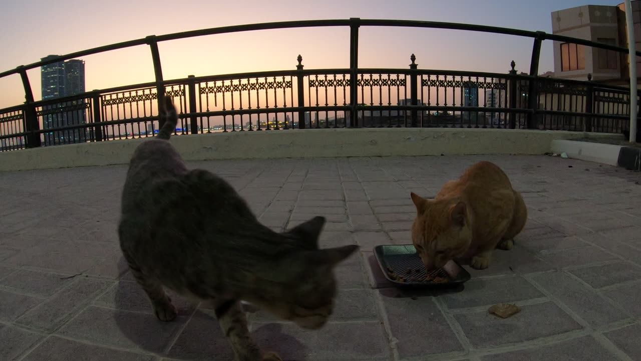 MICHAEL JACKSON & ED SHEERAN - Homeless cats in Ras Al Khaimah, UAE #cat #EdSheeran #MichaelJackson