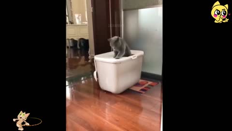 Funny dog and cats video 🤣🤣🤣🤣