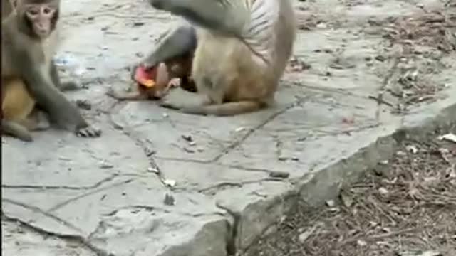 Amazing! Monkey China & Funny Love monkey| Animals Love