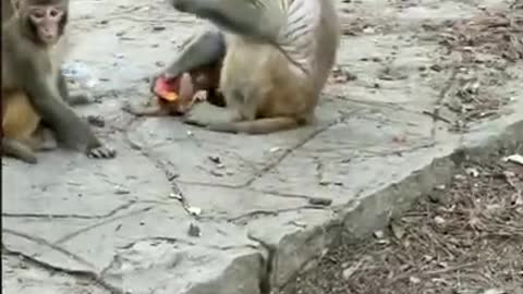 Amazing! Monkey China & Funny Love monkey| Animals Love