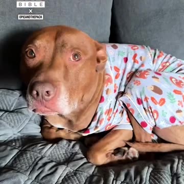 A pitbull raised by cats 😂