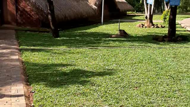 Bo vn squirrel sanctuary