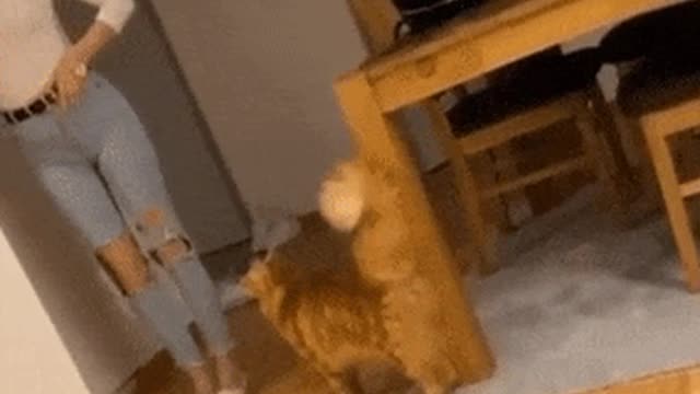 funny cats